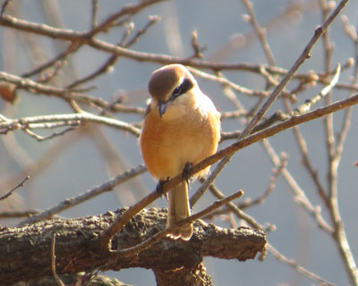 ���傢�����Y