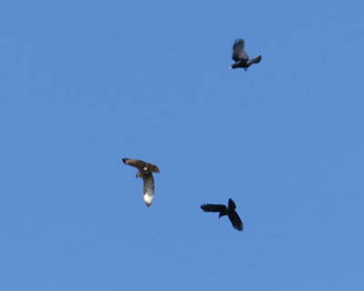 �J���X�ɒǂ���m�X��