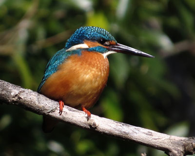 ����������Ɣh��ȃJ���Z�~