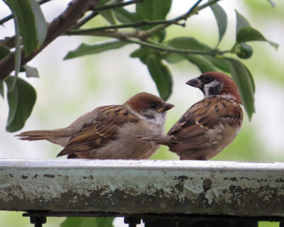 �X���ɍŌ�̃X�Y���Ђ�