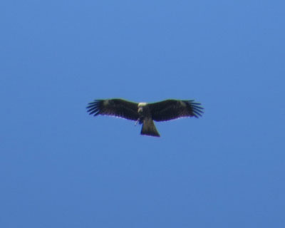 �m�X����蒿�����g�r