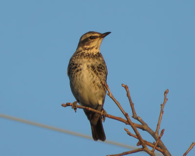 �c�O�~�������Ă���