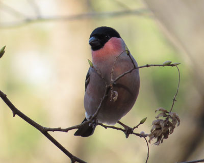 �ł��Ղ�E�\