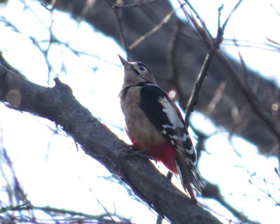 ���͂悭�������A�J�Q��