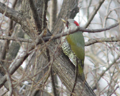 �s���[�̃A�I�Q��