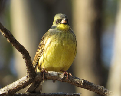 ���N�͏��Ȃ������A�I�W