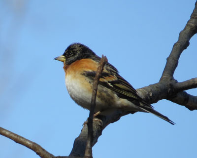 ���A�g��