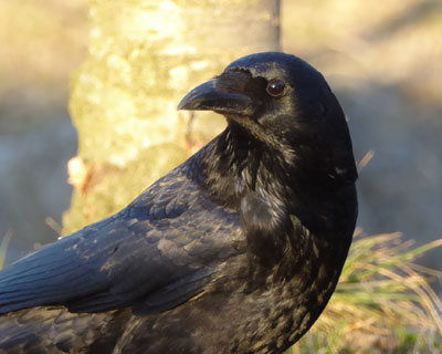 �Ԃ�ȓ��̃{�\�����