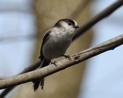 �܂Ԃ������킢���G�i�K