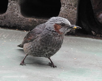 �����L���J���]�����Ă��q��