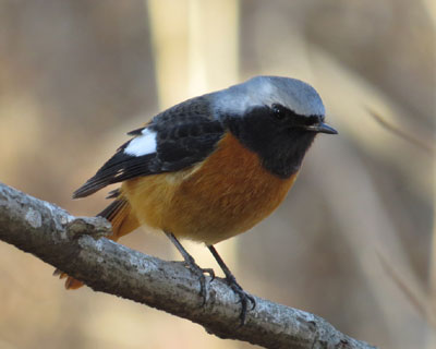 �o�����������W���r��