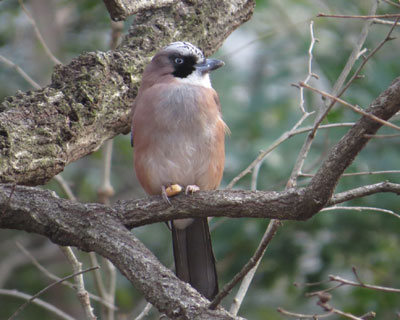 �������H�ׂ܂�