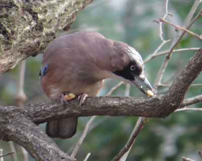 ������������̂͂����ƒ[�ɒu���܂�