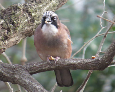 �܂��傫�����𕽂炰�܂�