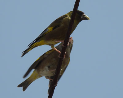 �u�c�̎󂯓n��������J�����q��