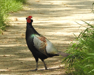 ���N�͂悭����L�W