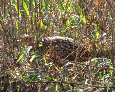 �ł��L�W�q�͏��Ȃ�