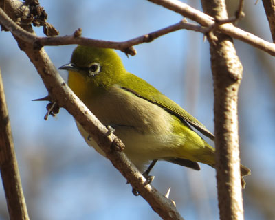 �ӂ��胁�W��