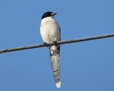 �I�i�K�͔���