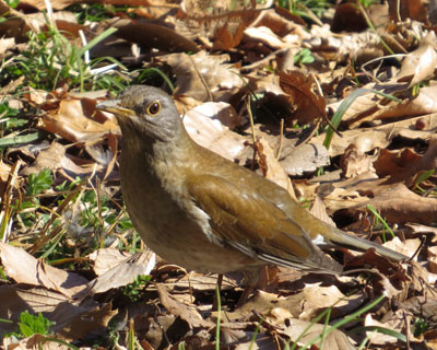 �����������Ă��n���ȃV���n��