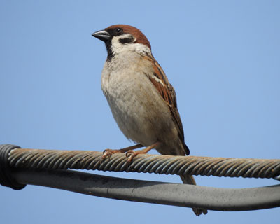 �L���b�Ƃ����X�Y��