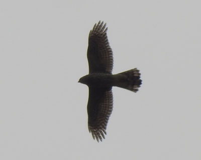 �I�I�^�J���Ȃ�