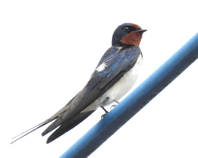 �A���Ă����c�o��