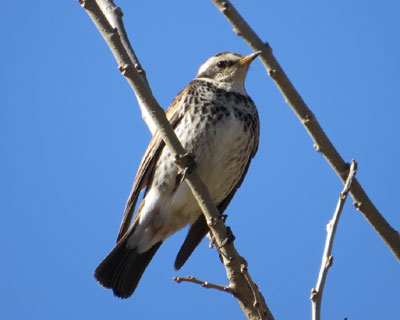 �������ɋA�����c�O�~