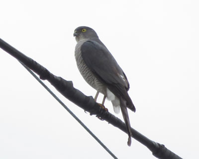 �������Ă���肵���c�~�q