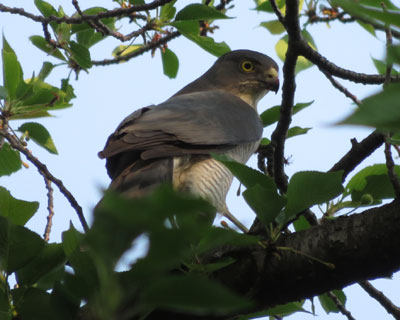 ���ƐU��Ԃ�