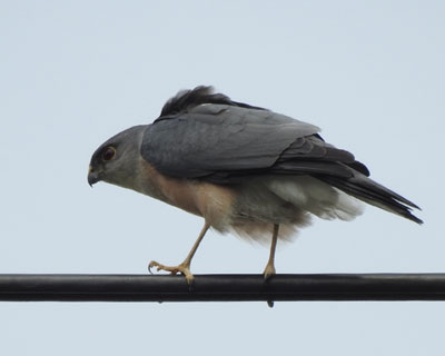 �悭�����c�~��