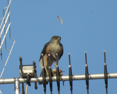 �H���ނ���