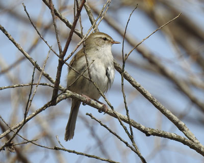 �t�͌��₷���E�O�C�X