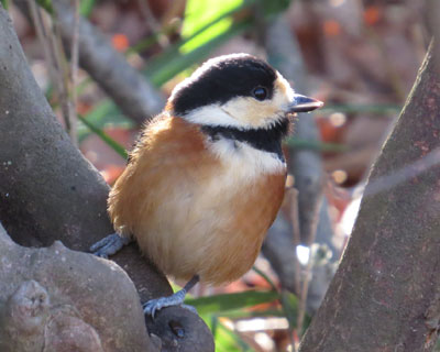 �����݃��}�K��