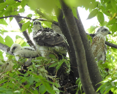 ���͂T�l�Z�킾����