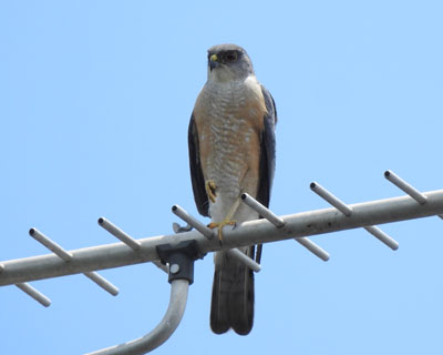 �c�~���͂����ւ�