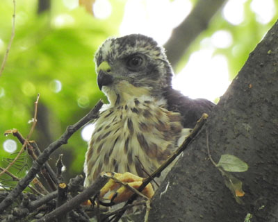 �����Ԉ��������