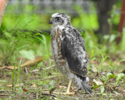 �����痎����̂�����