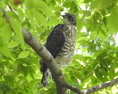 �ł��Ȃ�Ƃ������Ɉ����