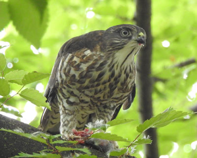 ���͂�������ŐH�ׂ��邵