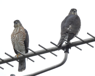 �X�C�X�C��ׂ�