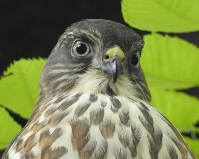 �����������傤��