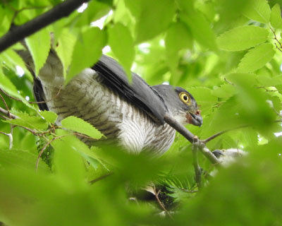 �q�������܂��ƖZ����