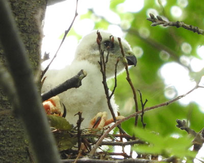 ���ӂŊO�𒭂߂�q�c�~