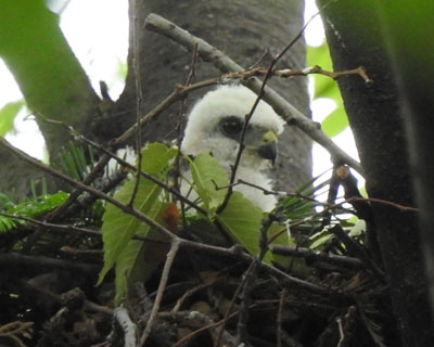 �܂����|��