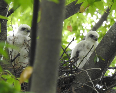 ���Ԕ��|��