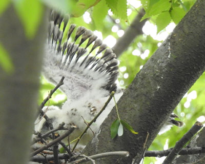 ���|���̐L��