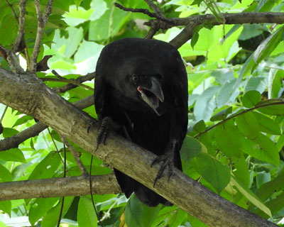 �u�g�q�i�̓o�J�ۂ�