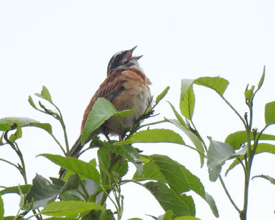 ���������z�I�W��