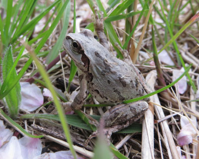 �ϐg�A�}�K�G��